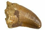 Fossil Mosasaur (Thalassotitan) Tooth - Morocco #345103-1